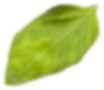 Ayfood